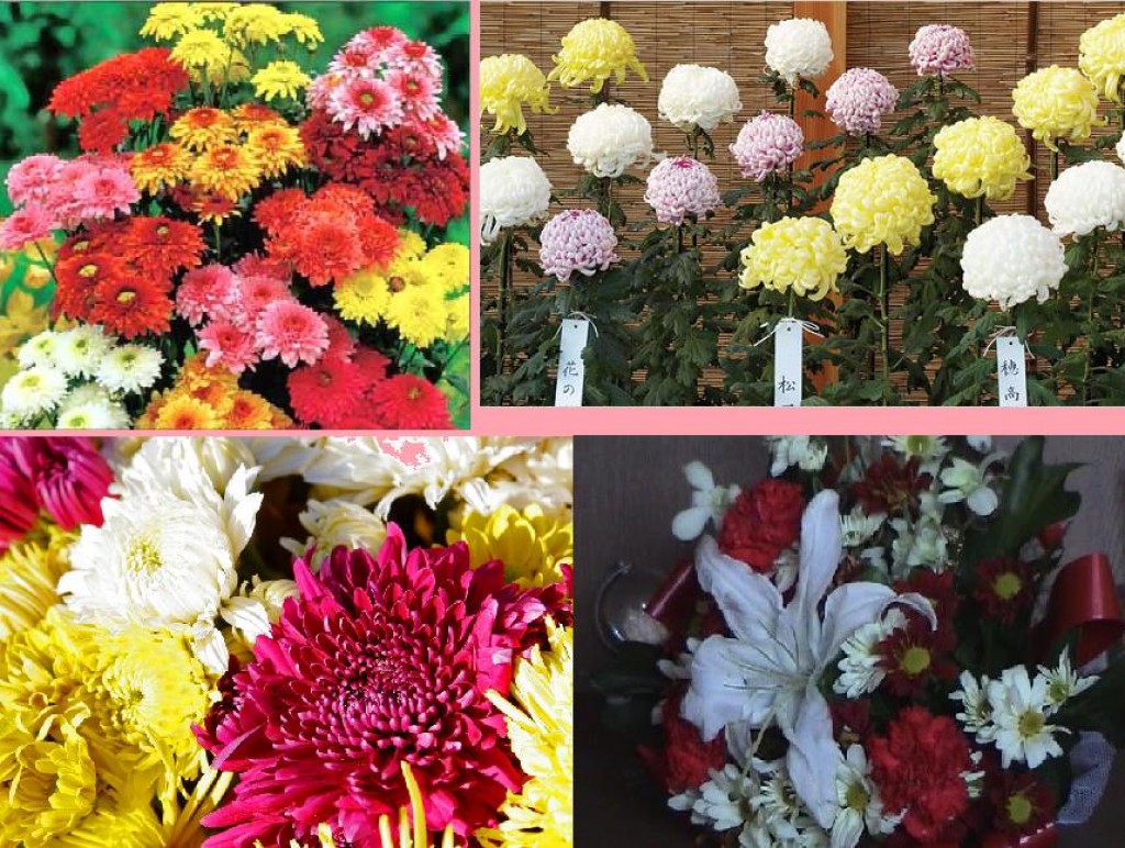 Facts About Chrysanthemums