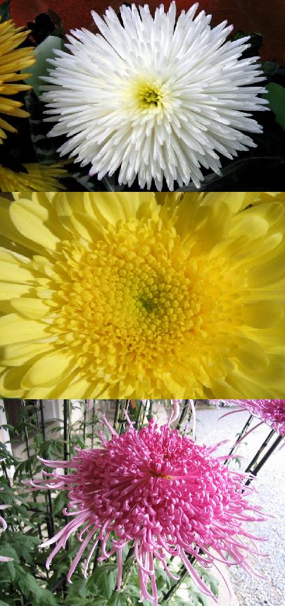 Different colors of chrysanthemum