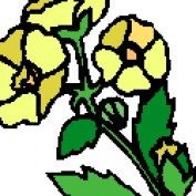 Chrysanthus profile image