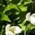 White Tulips amongst Hostas in our patio flower bed White Tulips amongst Hostas in our patio flower bed