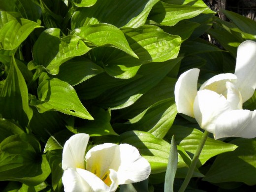 White Tulips amongst Hostas in our patio flower bed