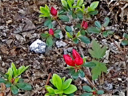Our Azalea just beginning to flower! 