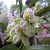 Boquete Orquidea - Orchid