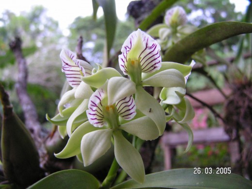 Boquete Orquidea - Orchid