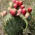 Opuntia with Tunas (red fruits)
