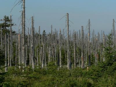 acid rain leads to the destruction of forests and whole ecosystems. What occurs here is also bad for agriculture.
