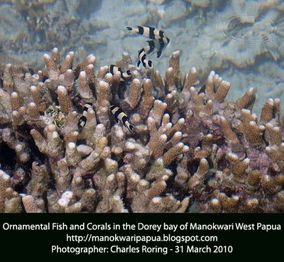 Corals and ornamental fish