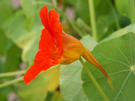 Nasturtium flower with nectar spur