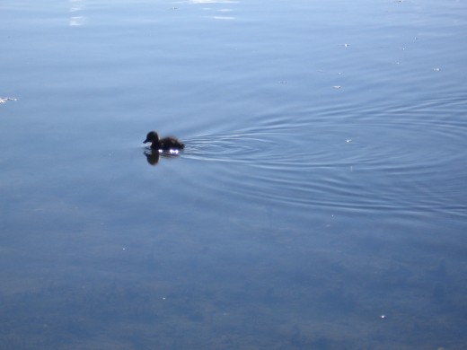 A lone duckling