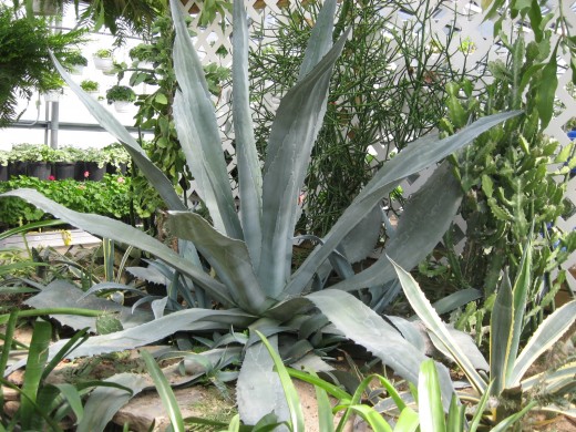 Maguey (Agave Americana)/Photo by: Gary King; Source: Wikipedia Commons