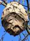 If you see this nest anywhere in Europe, report it at once to authorities.