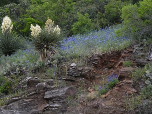 Yucca and Bluebonnets Texas