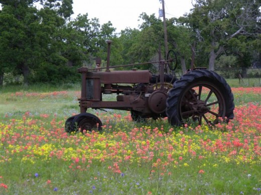 Farm tractor and Indian Paint Brushes Wild Flowers in Texas