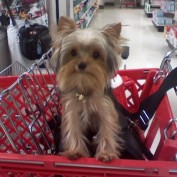 RioTheYorkiePoo profile image