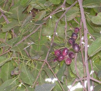 jamun tree