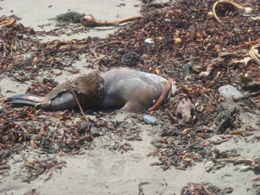 DeaD Sea Lions