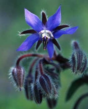 Borage or Starflower like many of us started out as a weed and now is a hero for supplying something that benefits all of us