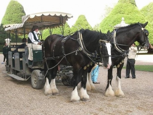 Hampton Court Horse Drawn Train