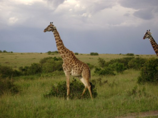 giraffe at grass land