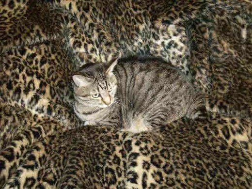 Ki-kat after she got fat and sassy