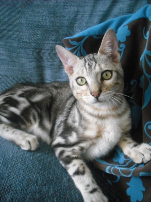 Manson - Bengal cat died aged 11 months
