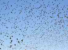 Starlings flocking in evening sky