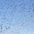 Starlings flocking in evening sky