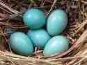 Reflecting the sky?  Starling's eggs