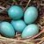 Reflecting the sky?  Starling's eggs