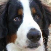 sfj54 profile image