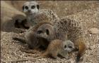 We listened to a very interesting talk about Meerkats at Bristol Zoo