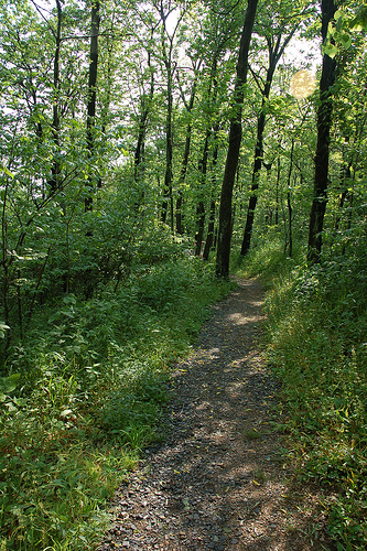 The Talimena Scenic Drive: Pathway Leading up to the Historic Pioneer Cemetery