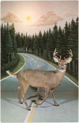 Deer Caught in the headlights