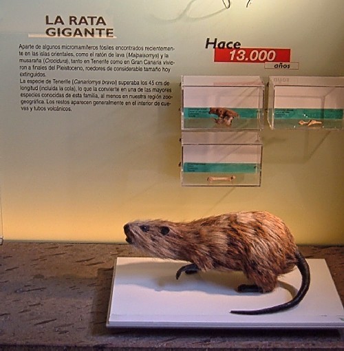 Giant Rat