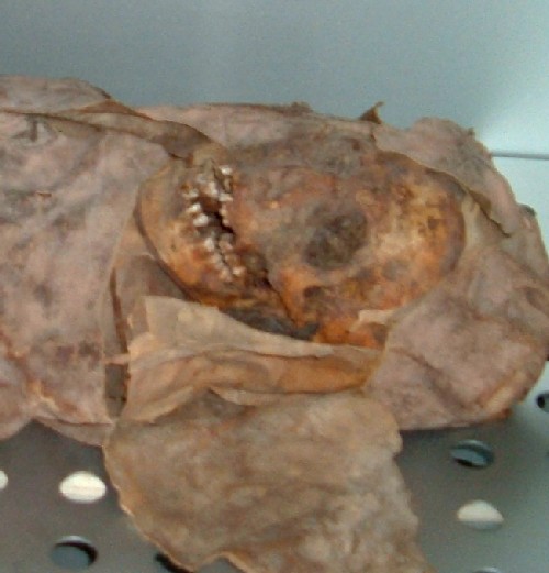 Head of a Guanche mummy