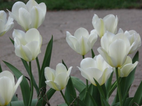 Watching the flowers grow gets old too