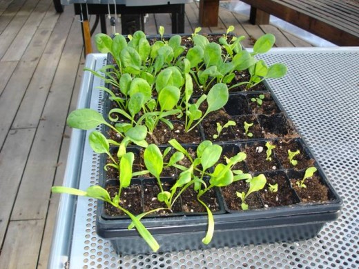 Lettuce and spinach seedlings ready for transplant.