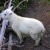 Baby mountain goat - so cute!