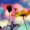 writerchick12 profile image