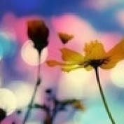 writerchick12 profile image