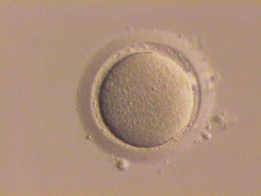 "Naked" Egg