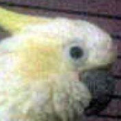 corisong1 profile image