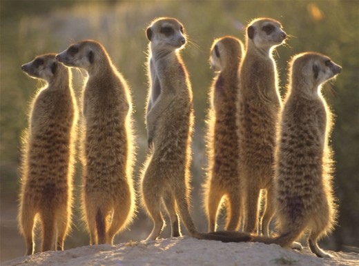 Meerkats-The real thing