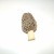 This is a morel. Note the pitted cap and the smooth stalk.