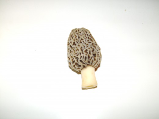 This is a morel. Note the pitted cap and the smooth stalk.