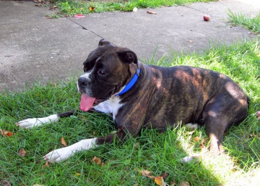 How to protect dogs from summer heat,click, morguefile.com