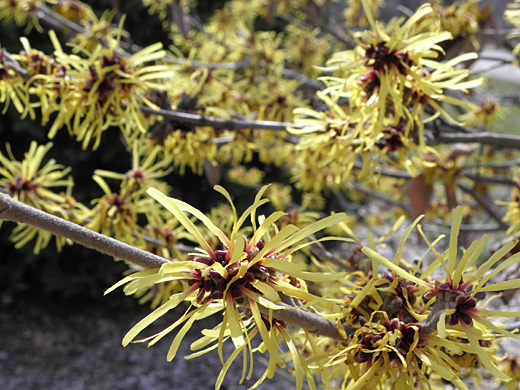 Early Bright Chinese Witch Hazel