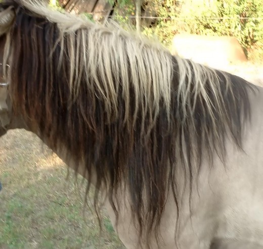 The two-tone mane