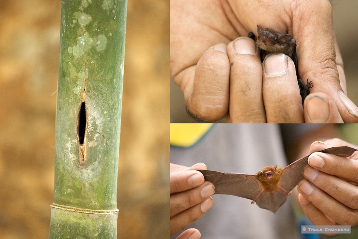 The smallest bat in the world - the Bamboo Bat of the Philippines. Photo from trulscronberg.com