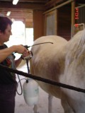 External Parasites: Bugs are Bugging My Horse
